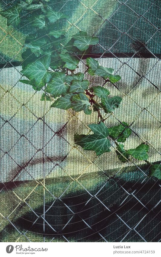 Ivy on wire mesh fence, green tarp behind it Colour paint splashes Green Dark green silver Wire fence Wire netting fence sunny Sunlight