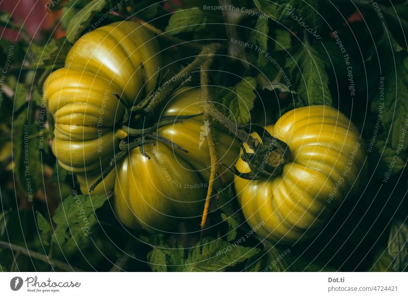 Still life green tomatoes on bush ox heart tomatoes Vegetable Vegetable garden Fresh Nutrition Food Vegetarian diet Organic produce Colour photo naturally