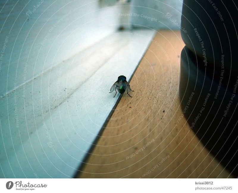 I'll get you. Window board Dirty Dark Catch Insect Wood White Brown Black Macro (Extreme close-up) Close-up Fly Bright Earth Escape threshold