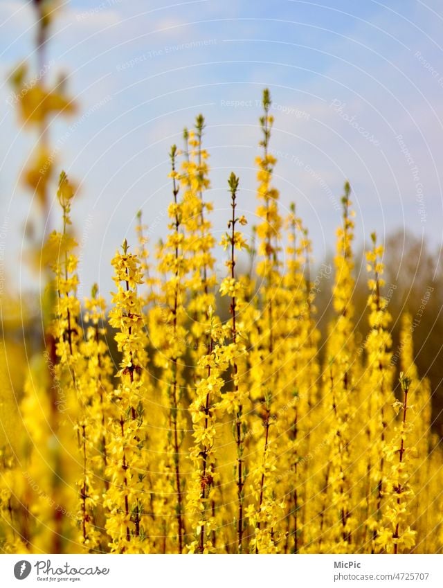 forsythia Forsythia blossom Yellow Love of nature Nature Spring Plant Exterior shot Colour photo Blossom Environment Deserted Blossoming Bushes Close-up Growth