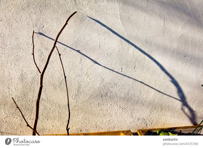 Thin shadows on the wall Evening Branch Dark Twilight Relaxation awakening holidays spring Spring spring awakening Garden Sky allotment Garden allotments bud