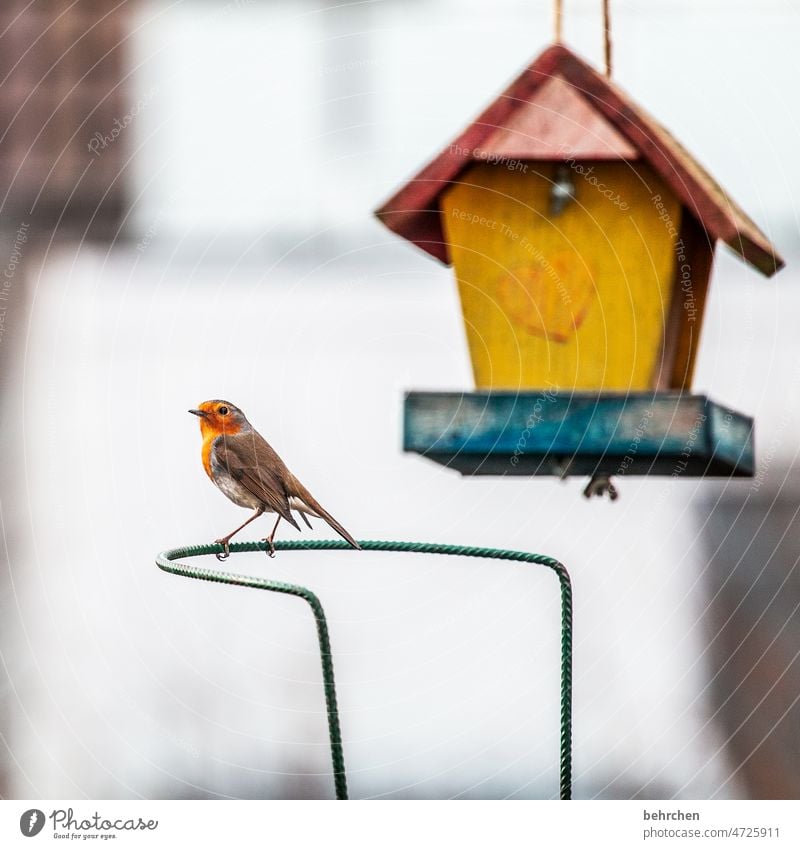 filigree | thin legs Robin redbreast Environment bird house birds Feeding Cute pretty Seasons Winter Autumn Garden To feed Heart Love of animals Exterior shot