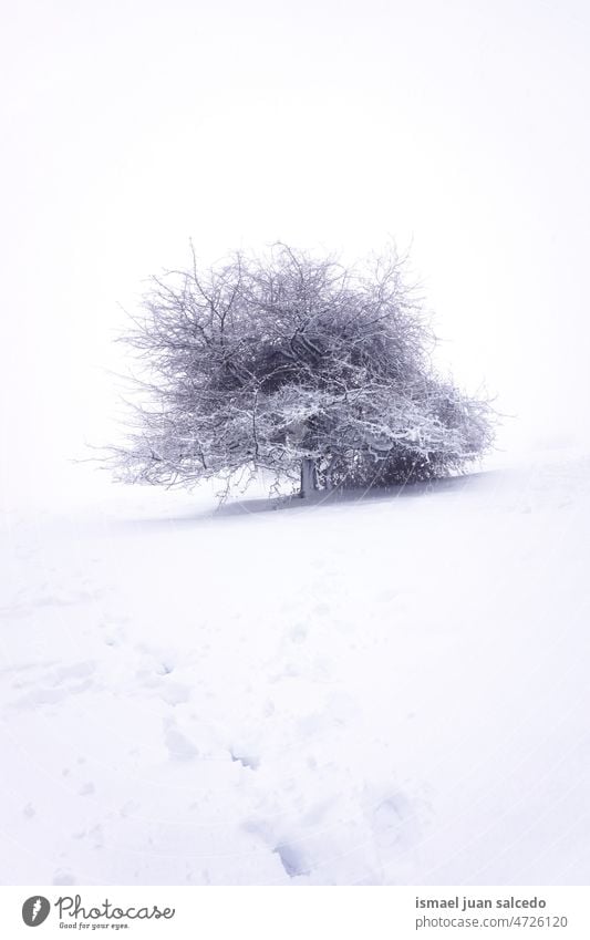 snow on the mountain in wintertime trees snowfall white cold frost frosty ice snowy scene weather frozen wood woods forest nature landscape outdoors season