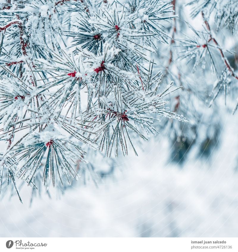 snow on the pine tree leaves in winter seaon pine leaves branches leaf green ice frost frosty frozen white nature textured outdoors background winter season