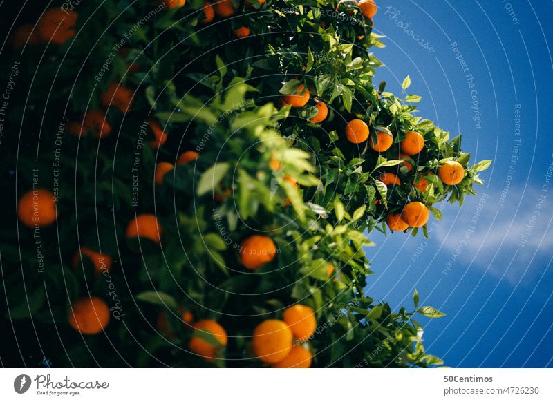 Full orange tree Tree fruits oranges fruit tree Orange tree Fresh Healthy Organic Exterior shot Summer Delicious Nature Fruit Upward cute Sky Blue sky Green