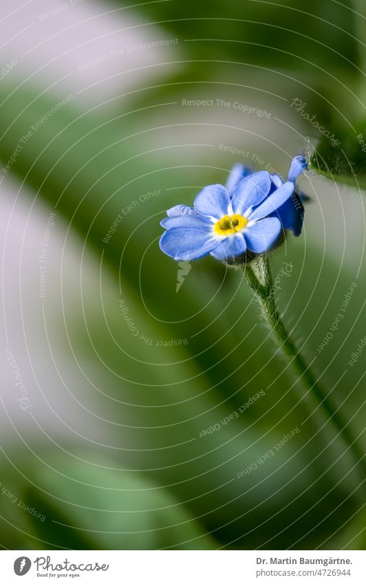 Myosotis silvatica, wood forget-me-not, single flower Forget-me-not Plant Flower Blossom blossom Blossoming Blue Small Rough leaf plants Boraginaceae