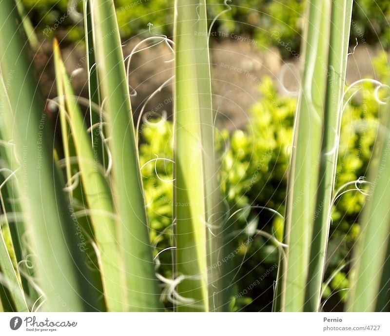 plant Plant Macro (Extreme close-up)