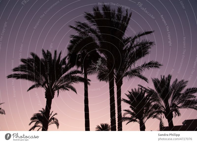 Palm trees in warm evening light palms evening sky Sky Nature Landscape Sunset Dusk Twilight Exterior shot Evening Deserted Silhouette Colour photo Light