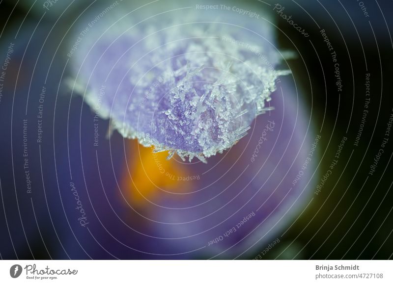 Purple flower of crocus covered with frozen hoarfrost, macro forest Frost outdoors close-up growth snow gardening bulb soft April springtime tiny ground bloom