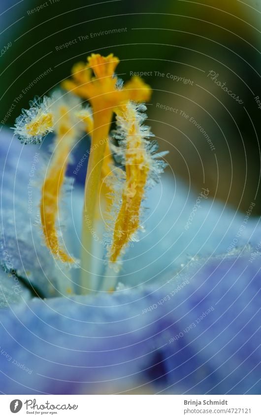 Purple flower of crocus covered with frozen hoarfrost, macro forest Frost outdoors close-up growth snow gardening bulb soft April springtime tiny ground bloom