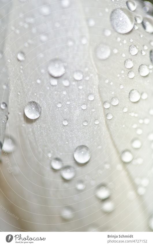 Petal of a white crocus covered with raindrops, leaf of a white crocus with raindrops forest outdoors close-up growth wet gardening bulb soft April springtime