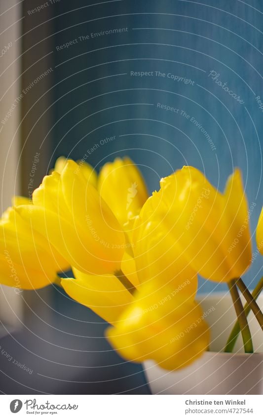 Yellow tulips in a white vase stand at the window. In the background a blue wallpaper. Blue background ukrainian colors blue yellow Vase Window frame