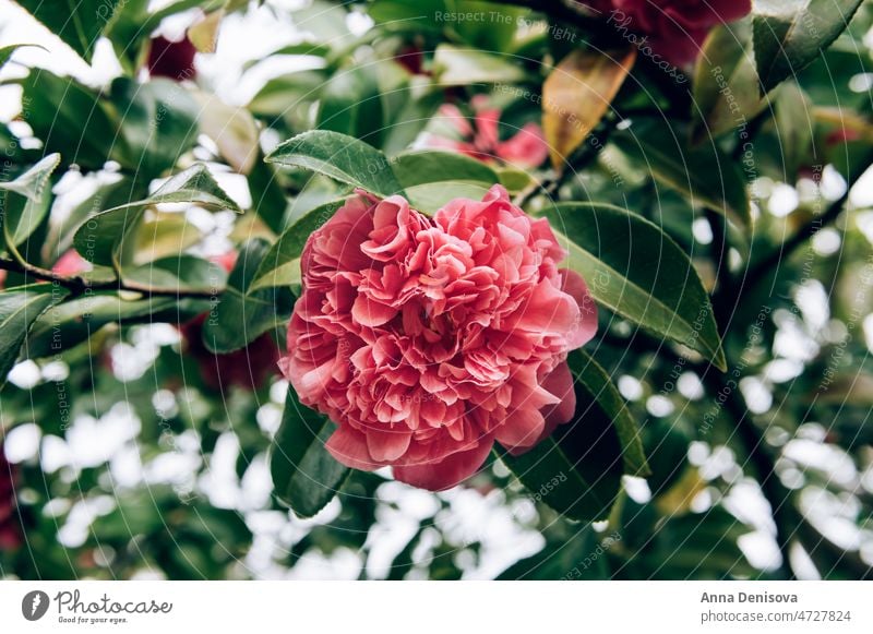 Pink Camellia Tree with Blooming Flowers Camelia Bush Spring Garden Theaceae Evergreen Shrub Springtime English UK Park Petal Camellia Flower Beautiful Branch