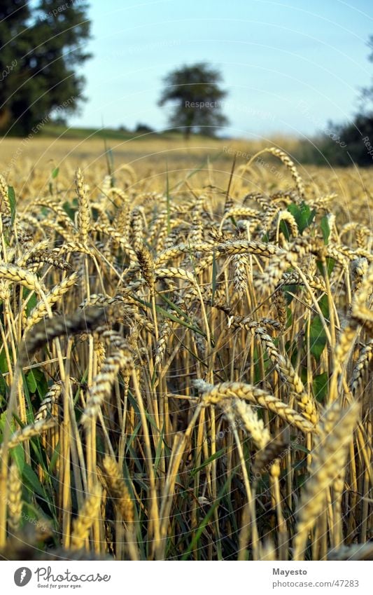 ear field Ear of corn Tree Landscape