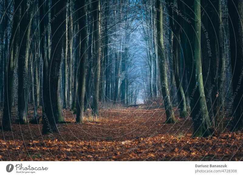 A dark alley in the woods, an autumn day forest path blue tree leaf fall orange fantasy scenic fog mist foggy landscape foliage misty light footpath nature