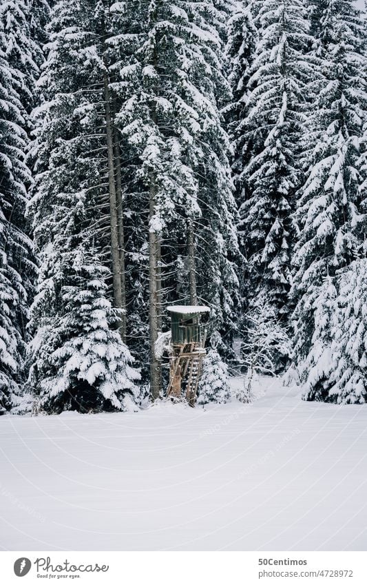 Snowy high stand Alps Idyll Landscape Hiking naturally Peaceful Environment Colour photo Deserted Nature Exterior shot Salzburg Edge of the forest high level