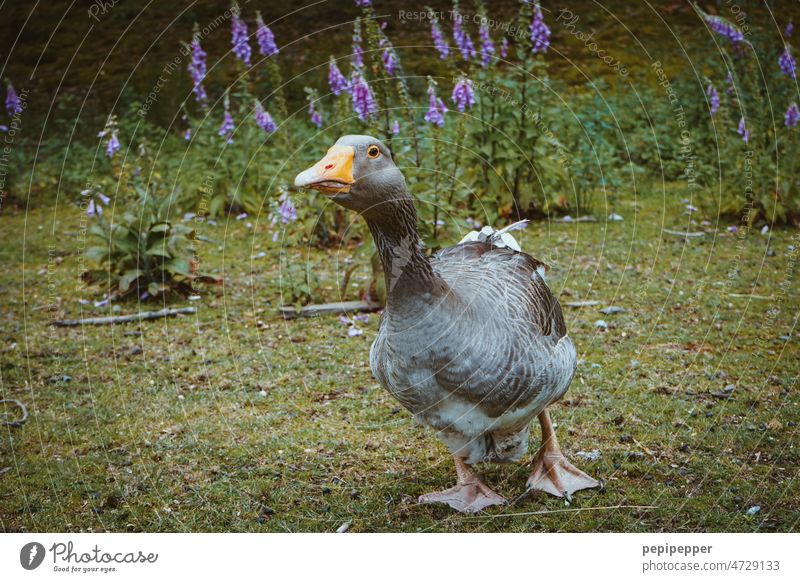 Wild goose in wild meadow Goose Bird Animal Exterior shot Colour photo Nature Deserted Environment Wild animal Animal portrait Animal face Freedom Meadow