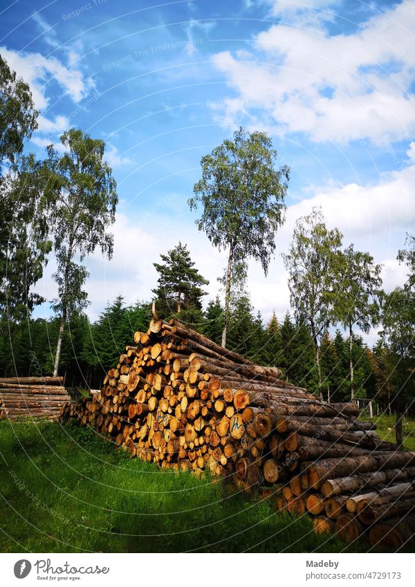 Stack of wood in summertime in the Teuto Forest with blue sky and sunshine in Oerlinghausen near Bielefeld in Eeat-Wewstphalia-Lippe German NRW Germany