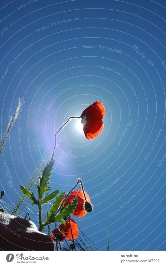 Poppy - lite Red Summer Maturing time Landscape Flower blu Nature Sun Sky Growth Beautiful weather