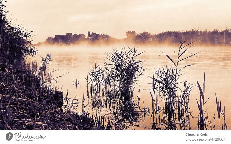 Early morning by the water Morning fog Dawn Morning fog on the water Calm Romance Nature Fog Sepia colour in the morning shore plant Peaceful soft light