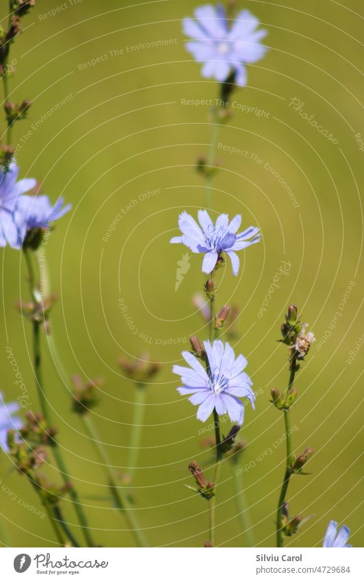 Blue common chicory flowers closeup view with green blurred background nature blue summer field plant meadow wild blossom natural herb bloom purple botany