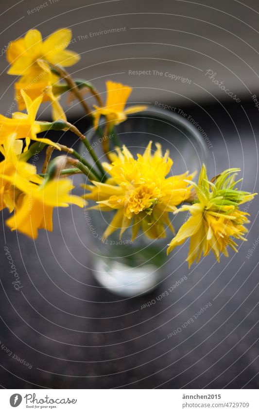 various yellow daffodils in a glass vase Yellow Spring Flower Blossom Nature Green Vase Ostrich Spring flowering plant Wild daffodil Colour photo Plant