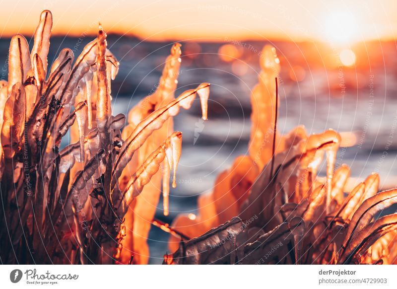 Frozen reed in the sunrise in Friesland II reed grass Common Reed Ice Sunrise coast Winter Frisia Netherlands Silhouette Field Avenue avenue trees Pattern