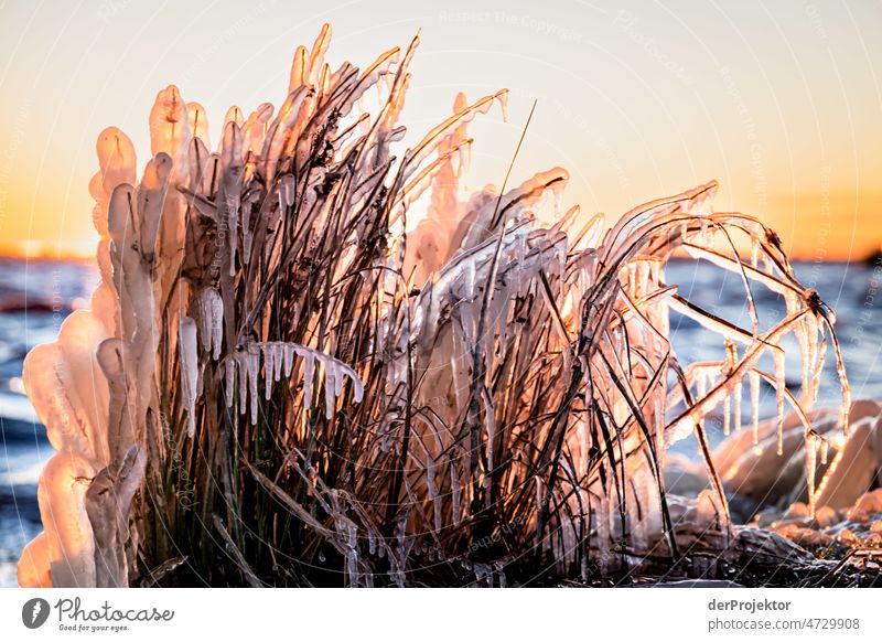 Frozen reed in the sunrise in Friesland I reed grass Common Reed Ice Sunrise coast Winter Frisia Netherlands Silhouette Field Avenue avenue trees Pattern