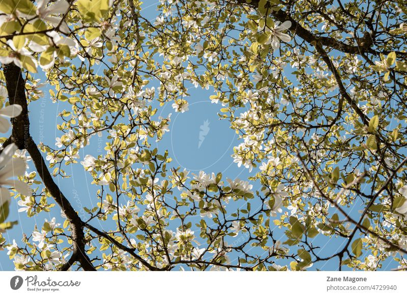 Magnolia trees blooming in a clear, sunny spring day magnolia magnolia tree blooming tree spring tree spring bloom flowering tree tree flower top sky bright