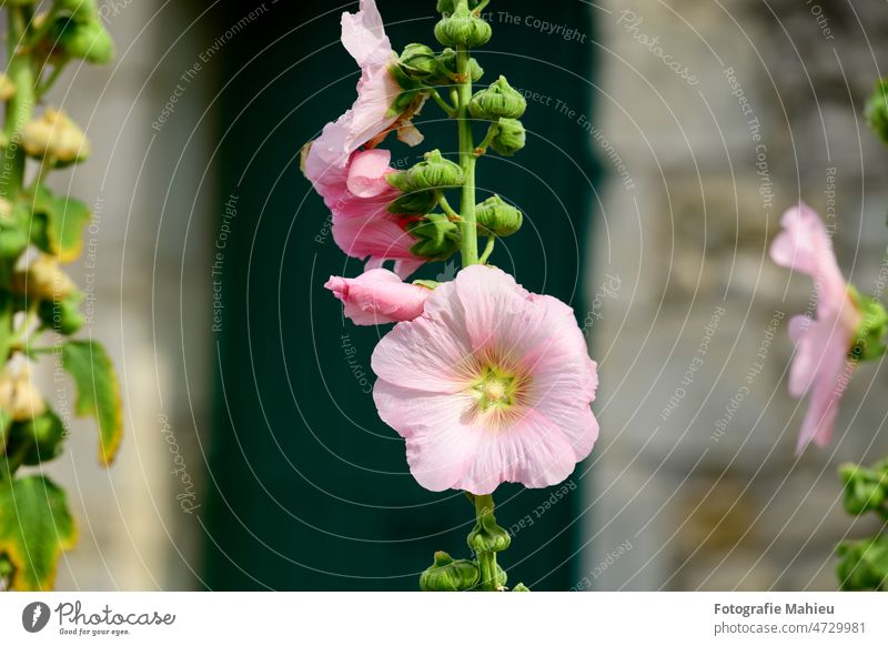 Closeup of a Hollyhock Charente-Maritime Flower France Green Ile de re Noirmouitier-en-île Noirmoutier Nouvelle-Aquitaine blooming color focus defocused door