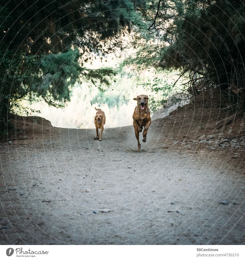 Running dogs Forest Street Earth Woodground Lanes & trails Exterior shot Environment Landscape Deserted Nature Tree Footpath