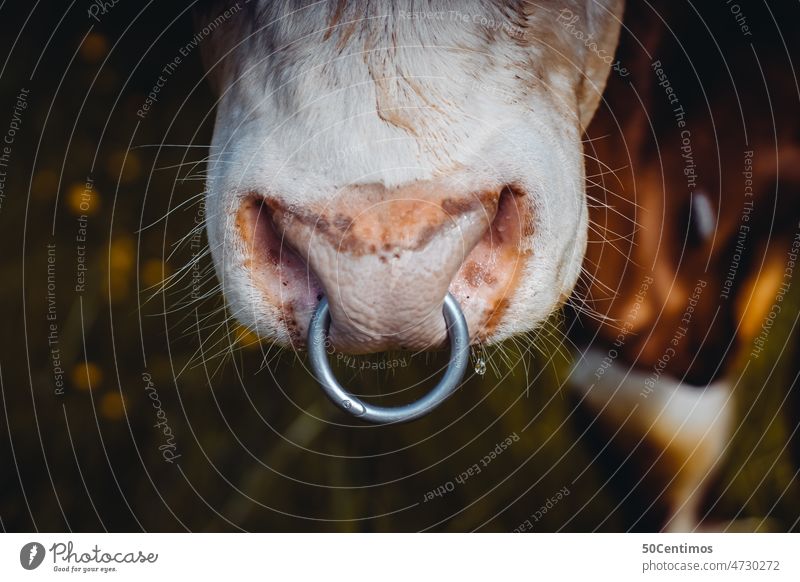 nose ring Nose ring Cow Animal Colour photo Exterior shot Close-up Brown Snout Detail Cattle Agriculture Farm animal Deserted Cattle farming Country life Nature