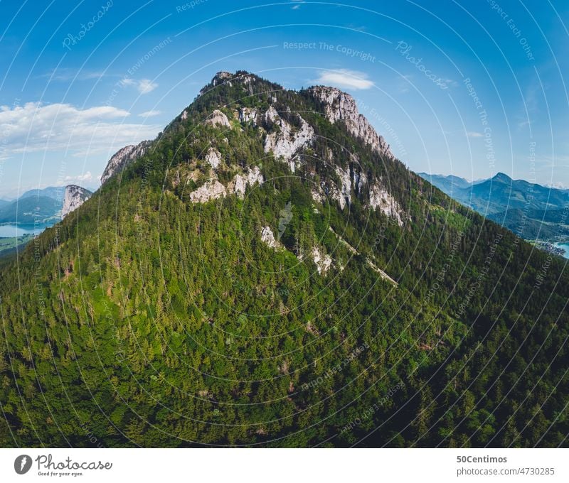 Schober Mountain, Fuschl am See Forest Exterior shot Nature Deserted Colour photo Environment Day Peaceful Green Simple Contrast naturally Summer Foliage plant