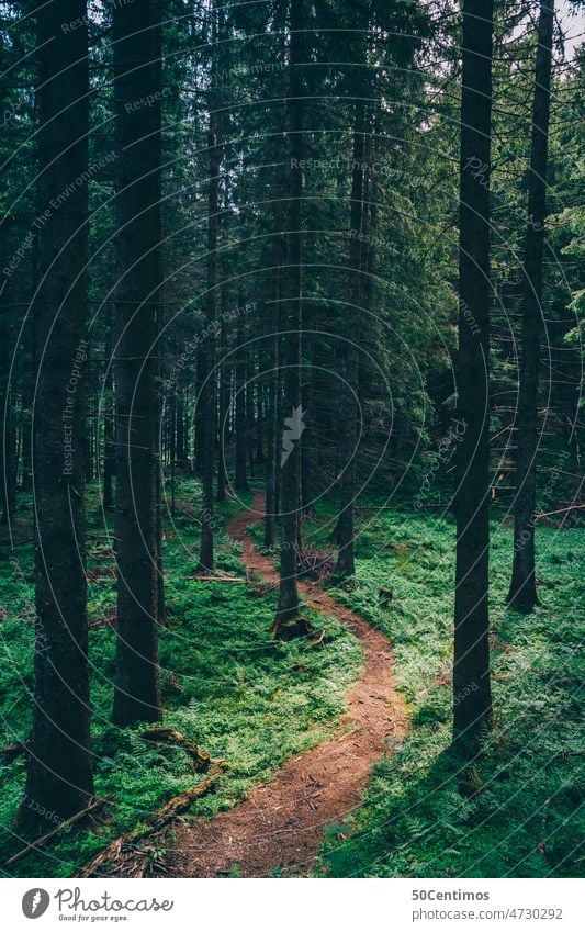 Forest hiking trail Exterior shot Nature Deserted Colour photo Environment Day Peaceful Plant Green Simple plants Contrast naturally Wild plant Summer Fern