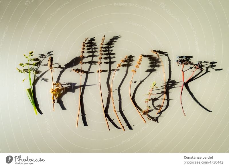 Shade of dried grasses flatlay Plant Nature Grass flatlays Meadow Summer Close-up Shadow Shadow play Light Sunlight