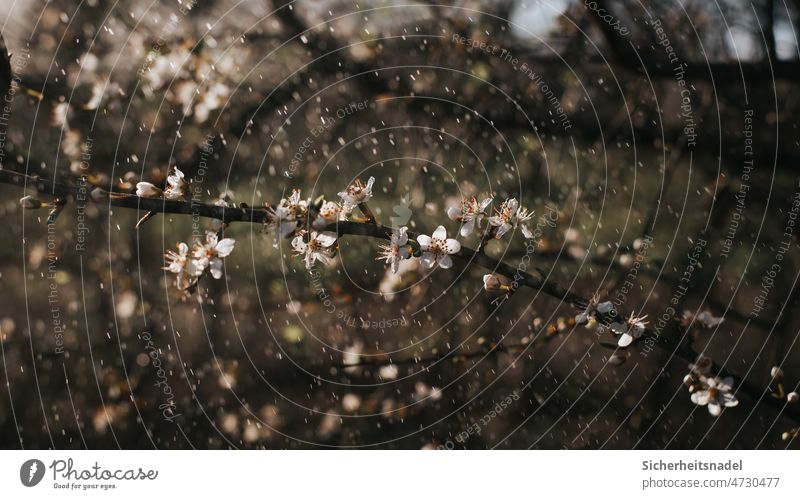 Blossoms in the rain Rain fruit blossom Yellow plum Bud heyday Spring Nature Plant Garden Fruit trees raindrops Deserted Exterior shot mirabelle plum tree