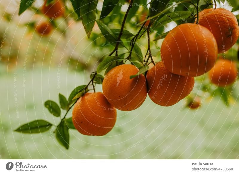 Oranges in the tree Orange juice Fresh freshness Organic produce Healthy Nutrition Healthy Eating Vitamin Food Colour photo citrus Fruit Vitamin C Juice fruit