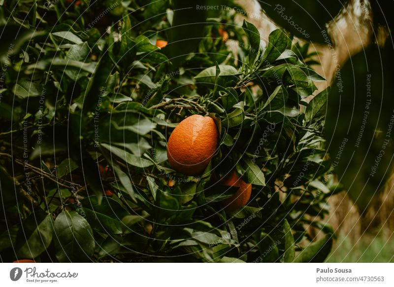 Oranges in the tree Orange juice Fresh freshness Organic produce Healthy Nutrition Healthy Eating Vitamin Food Colour photo citrus Fruit Vitamin C Juice fruit