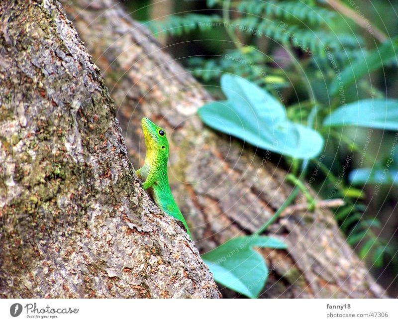 Gecko in the Seychelles La Digue Green Crawl Leaf Forest Tree Tree bark Animal Brown Hide Looking Macro (Extreme close-up)