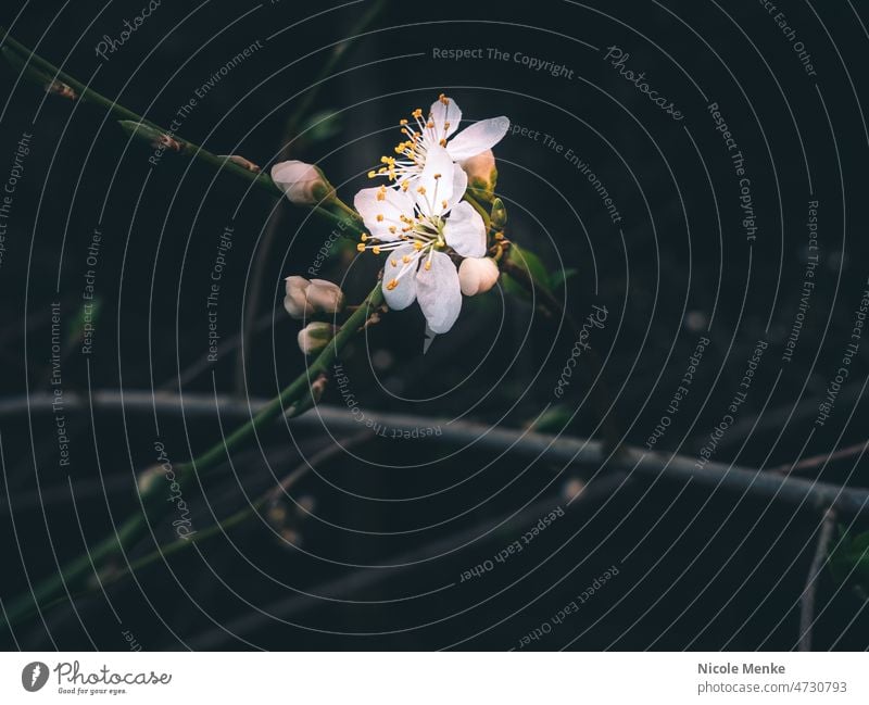 Blossom from almond tree Spring Almond tree Almond blossom Cherry blossom button