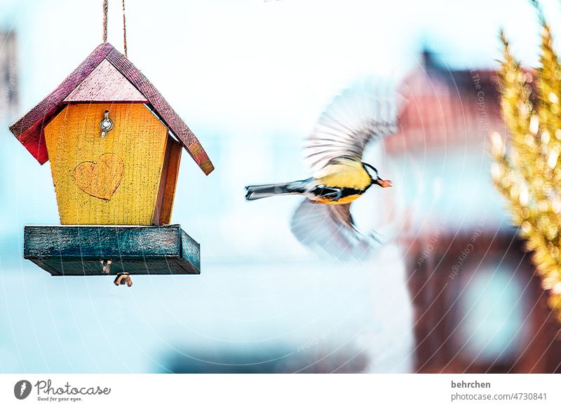 a bird comes flying fly away Flying Bird Seasons tit Exterior shot Tit mouse Animal pretty Feeding To feed Cute Colour photo Nature Animal portrait Wild animal