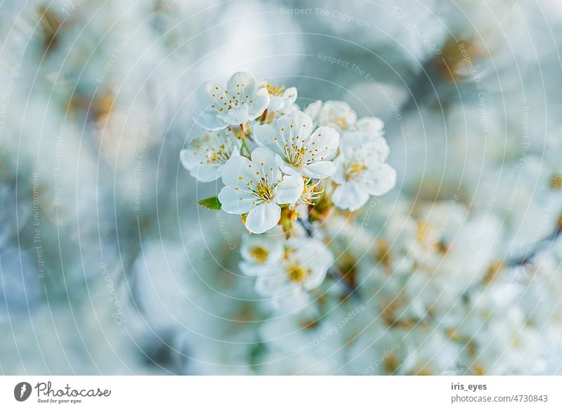 cherry blossom Cherry blossom White Spring spring awakening Blossom Blossoming Nature Exterior shot Tree Colour photo Cherry tree Fragrance Garden Day naturally