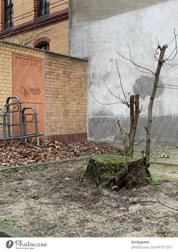 School playground bike stand tree slice with sprouts Playground Bicycle rack Tree section slips Sandbox bricks Wall (barrier) iron door House wall Facade