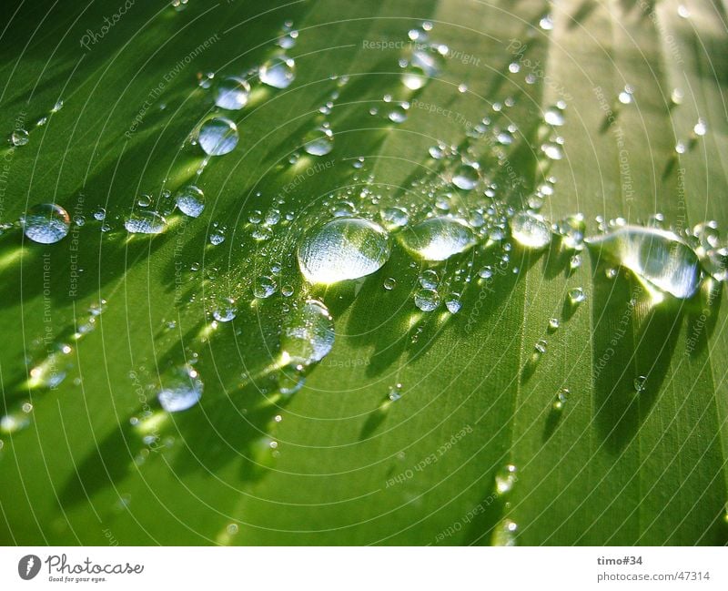 Early morning dew on royal palm in the Dominican Republic_I Water Drops of water Rope