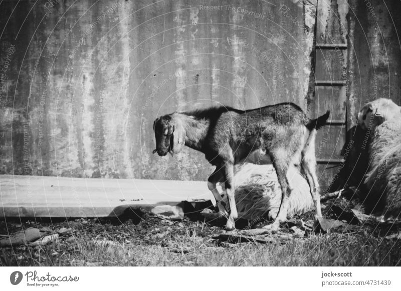 Lost Land Love | gray in gray, a sheep is never quite alone Sheep Farm animal metal wall Livestock breeding Rest Black & white photo Corrugated sheet iron