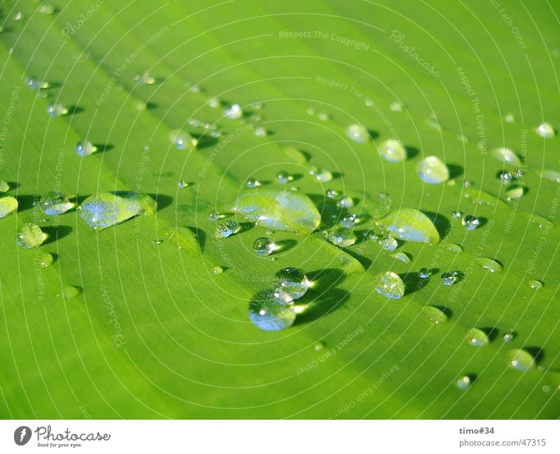 Early morning dew on royal palm in the Dominican Republic_II Drops of water Water Rope