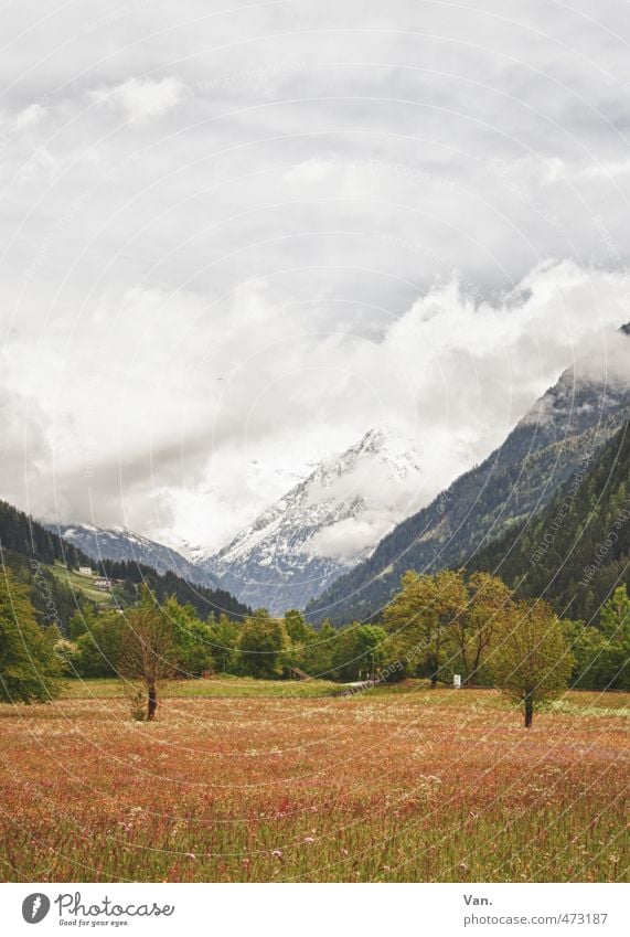 mountain spring Vacation & Travel Mountain Hiking Nature Landscape Sky Clouds Spring Weather Tree Flower Grass Meadow Rock Alps Snowcapped peak Cold Red White