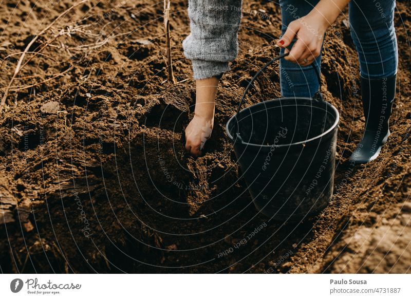 Close up woman sowing potatoes Sowing Agriculture Seed Line agriculture Brown Grain Growth Field Ecological Green Earth Plant Environment Organic produce