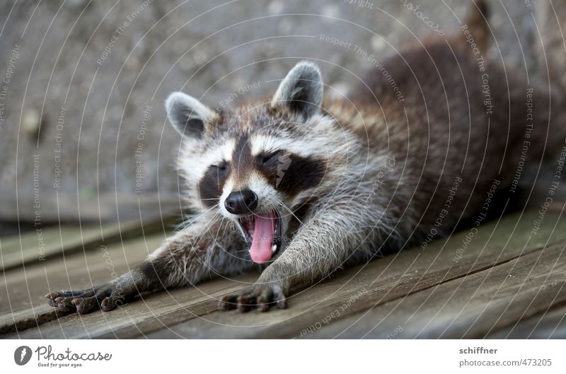 Still no nail polish Animal Animal face Pelt Claw Paw 1 Sleep Yawn Fatigue Stretching Outstretched Beautiful Cute Closed eyes Show your teeth Mouth open Ear