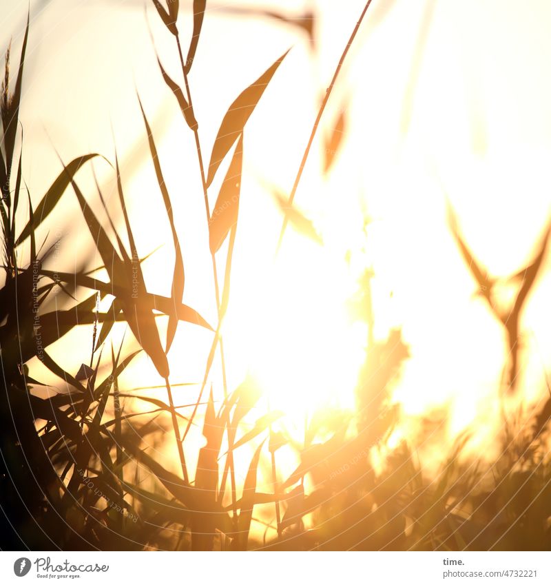 Reed in summer light Grass grasses Sun Back-light Nature golden Leaf blurred Dazzle reed Bright Summer Wild Blonde Dream Fantasy surreal